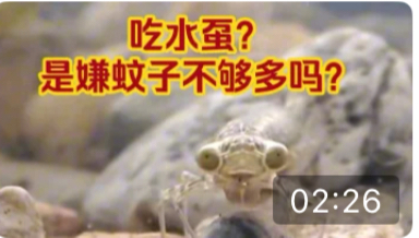 奶爸经典之作：水虿 一个配享太庙的虫子（不上岸血流不止等出处）