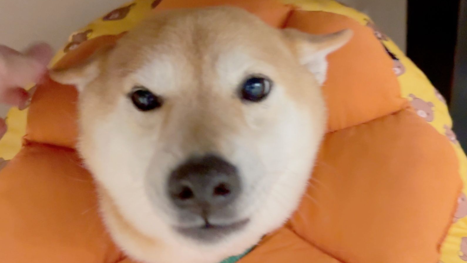 上门喂饭：这狗怎么每天造型不一样？