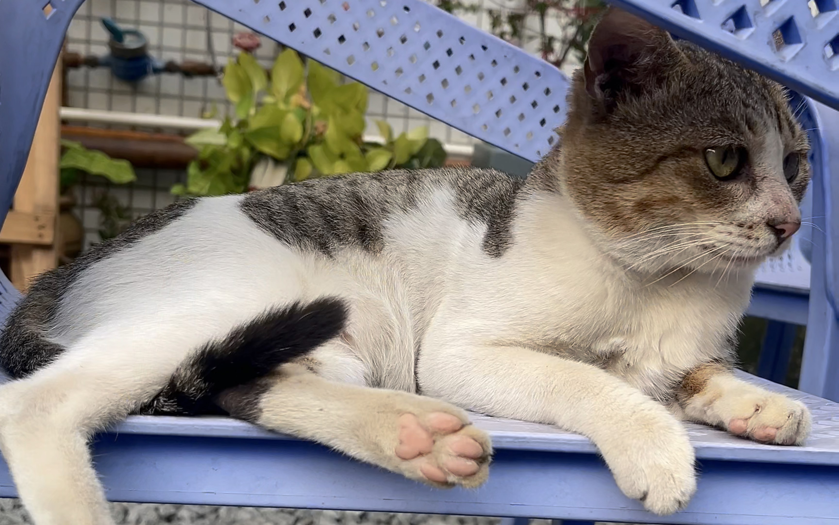 第6集｜被一群流浪猫讹上的咖啡店
