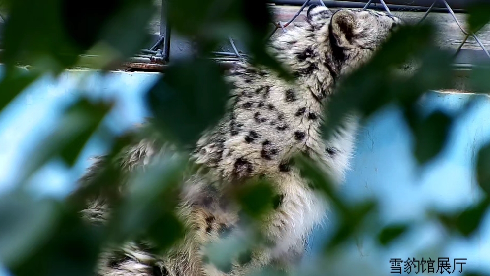 凌小蛰日常（8.21）