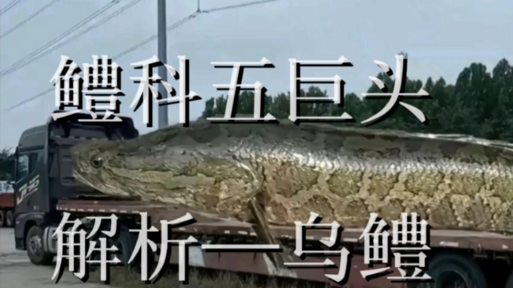 乌！鳢！太！臭！（鳢科五巨头1—乌鳢解析）