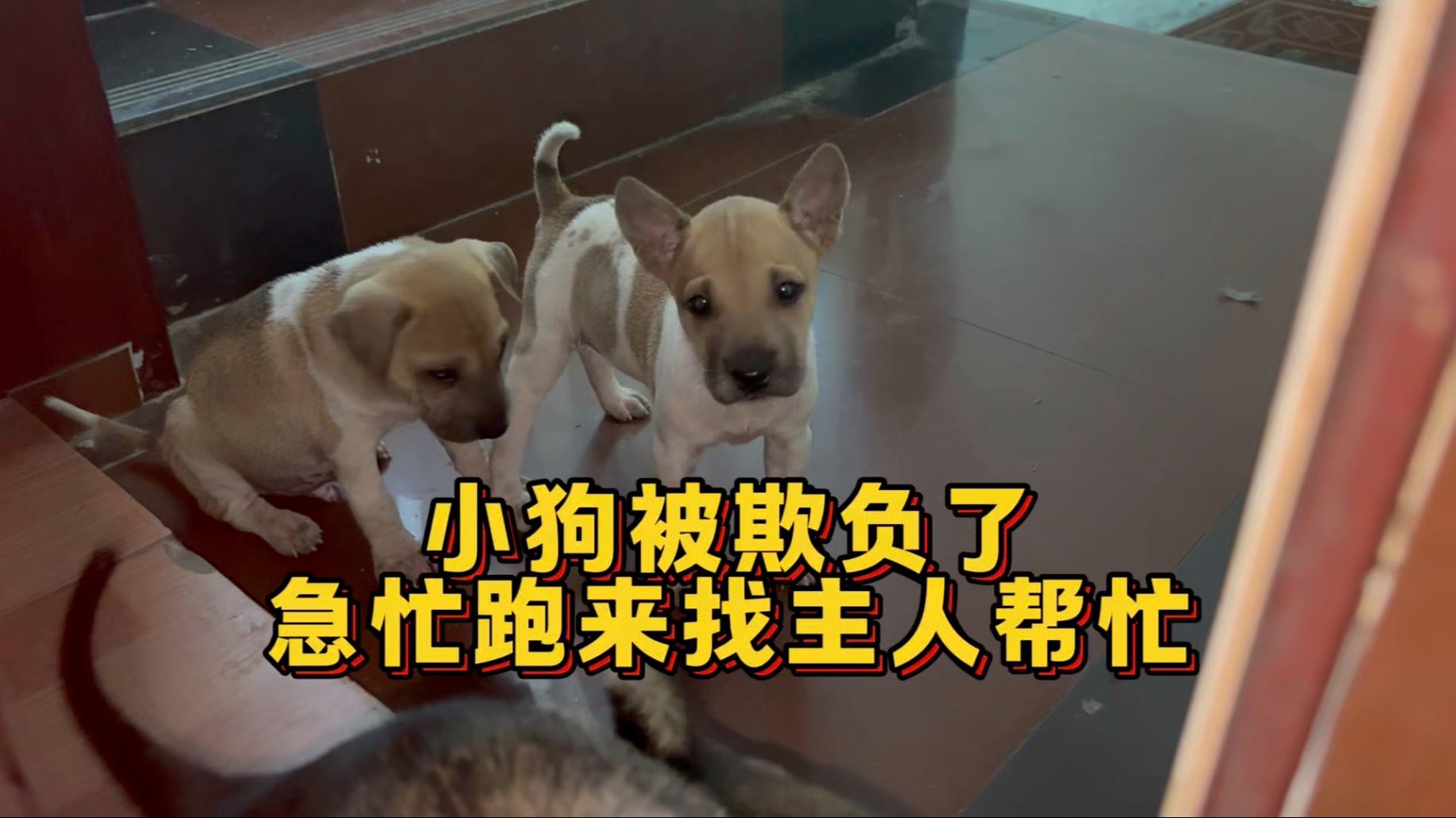 农村体验当“狗皇帝”的日常！小狗被欺负了，跑上楼找主人帮忙！