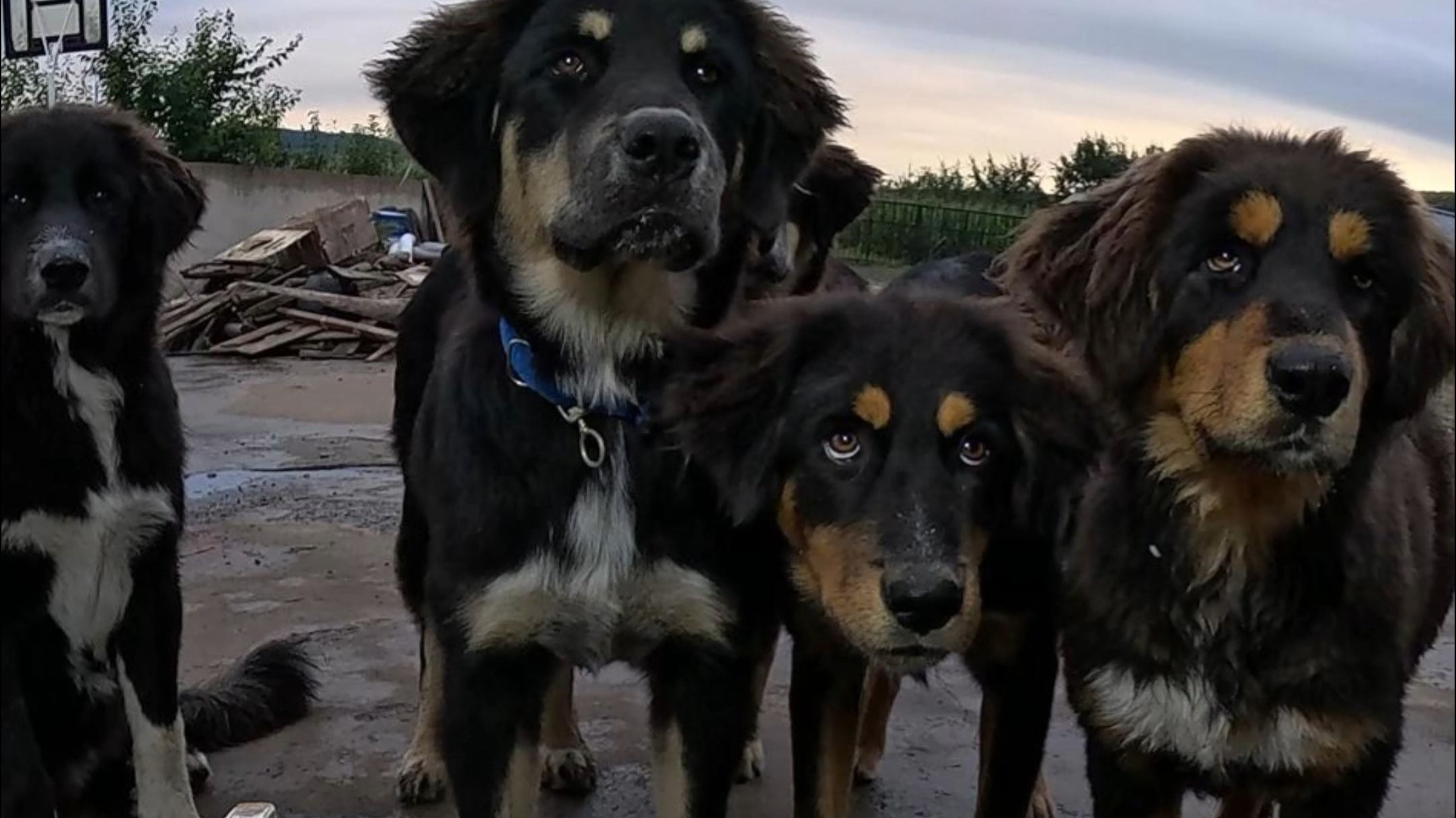 【沉浸式喂蒙古獒】周末吃点好吃哒