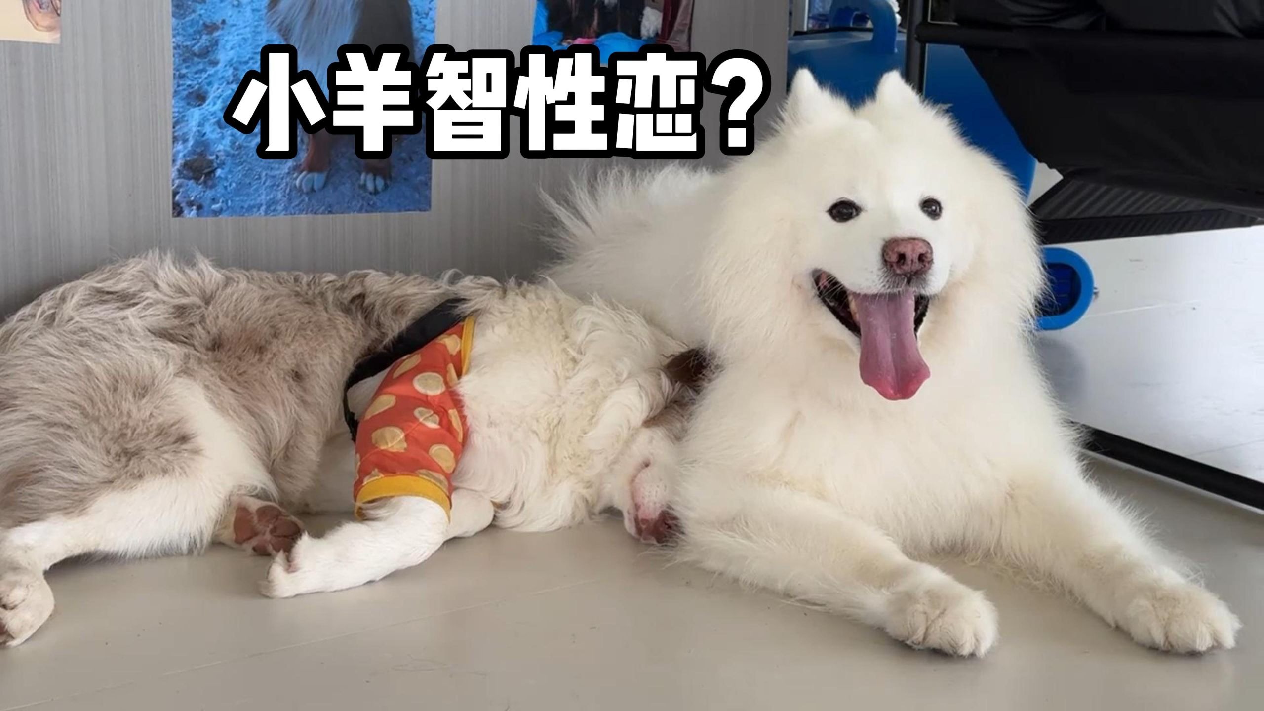 去了一趟狗乐园，遇到了狗生挚爱！