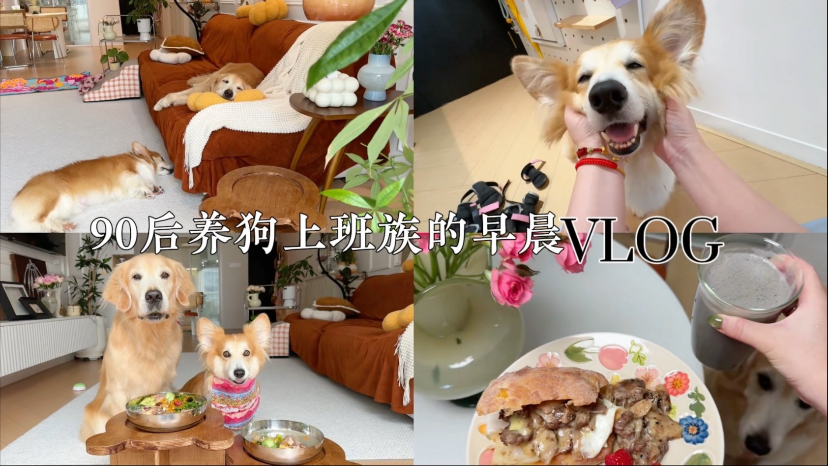 沉浸式养狗vlog！33岁已婚独居infj高能量女生无痛早起的生活！