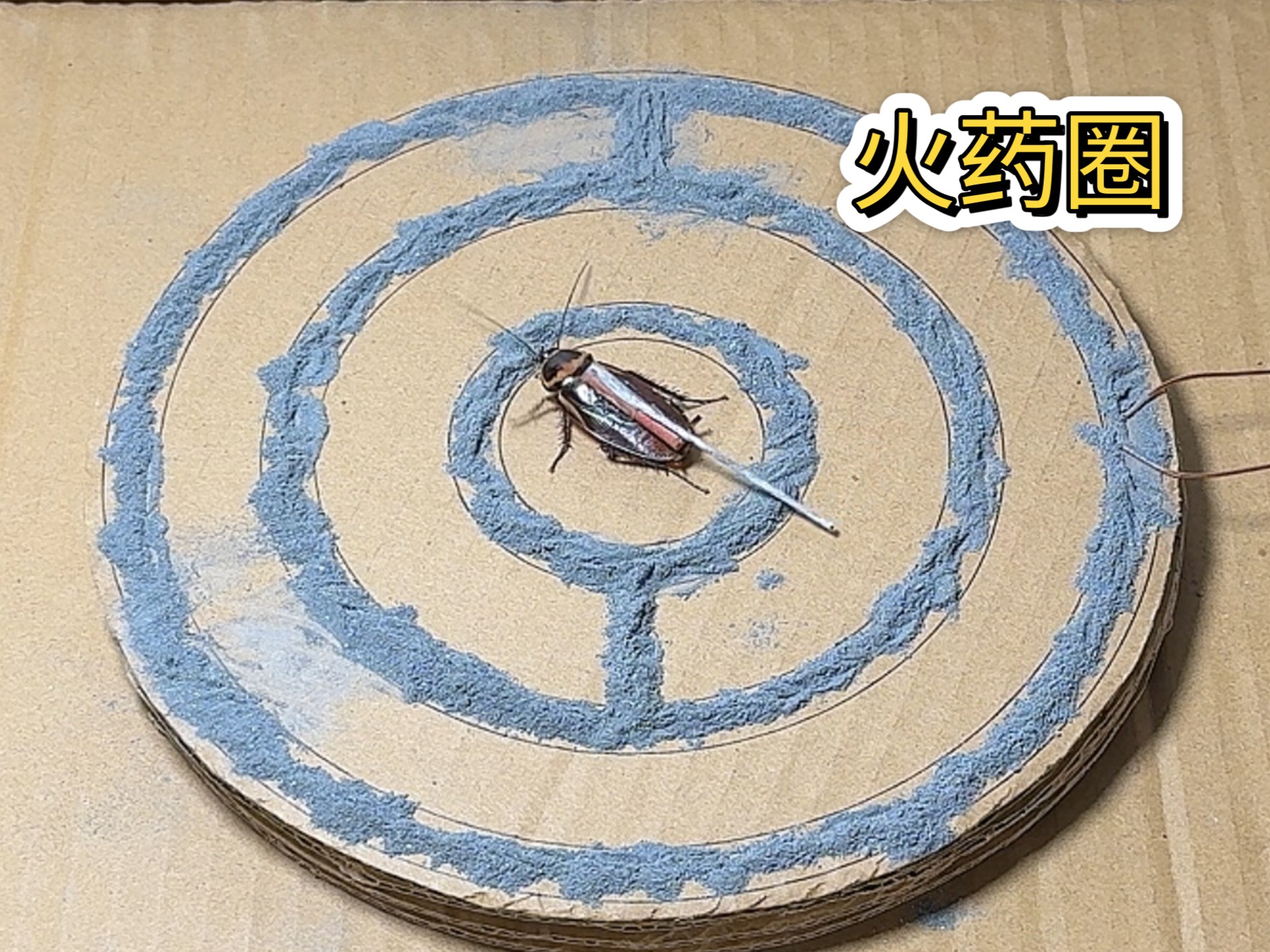 蟑螂挑战火药圈，能过几关？