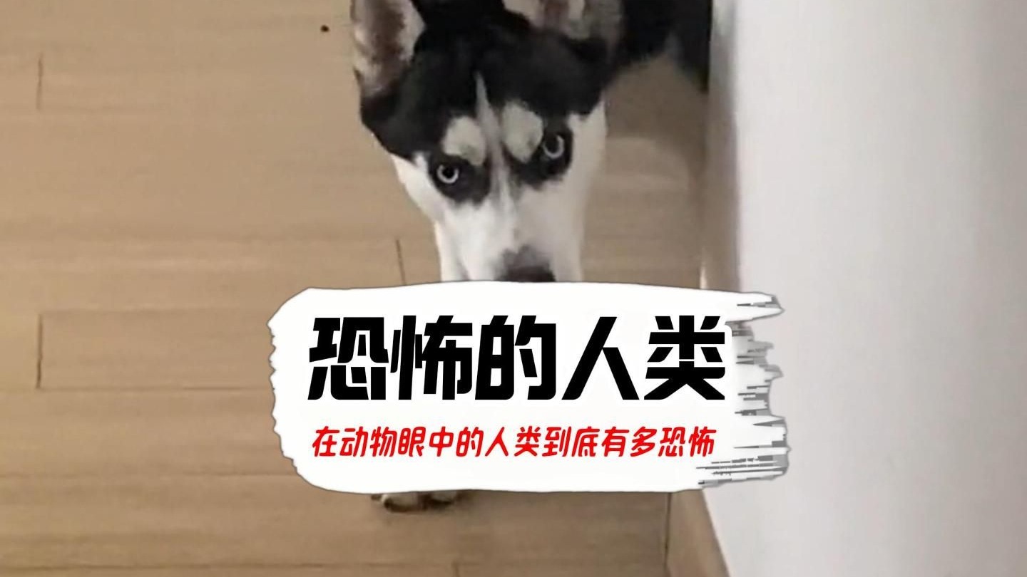 你知道动物眼里的人类有多恐怖吗?