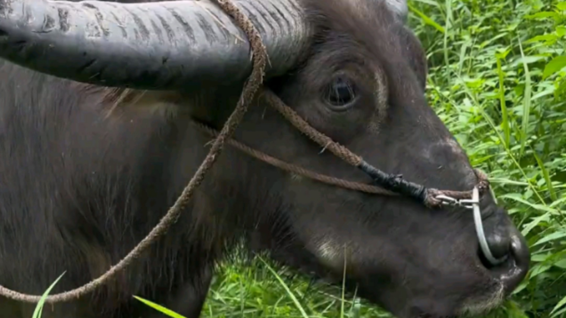 牛牛可悠闲了， 一边吃草，一边看风景。一整个羡慕住了。