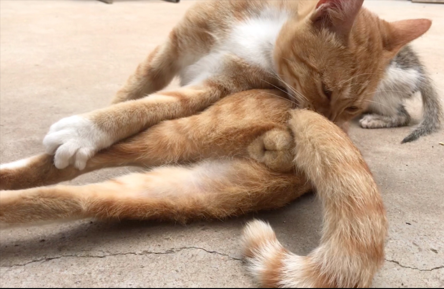 猫：你要不要摸一下我的魔丸呀