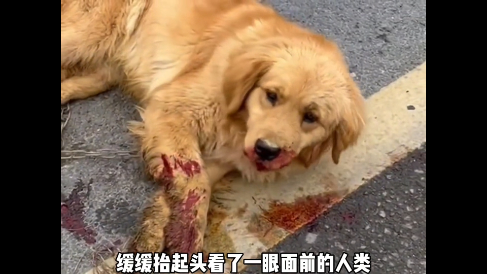 “心灵若逢爱意，生命便会肆意绽放”