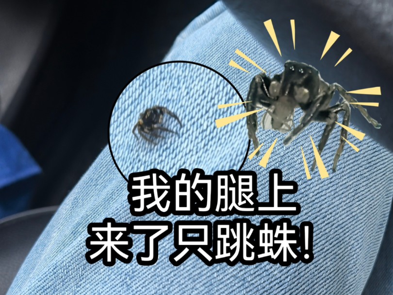 下班路上被跳蛛碰瓷了，跟我上车直接收编