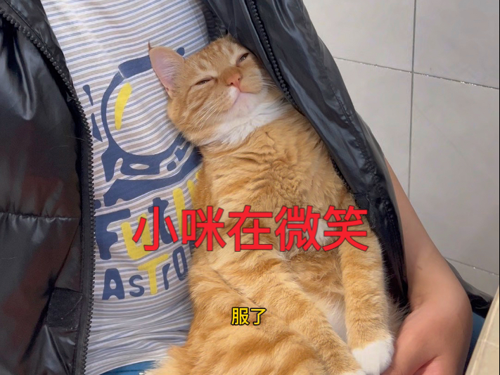 会笑的猫咪
