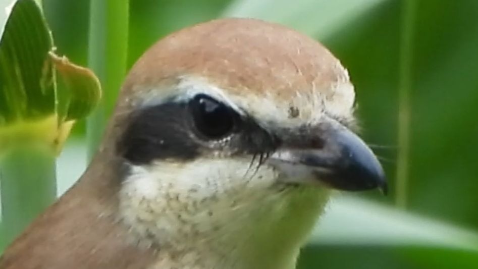 再拍我就把你吃掉