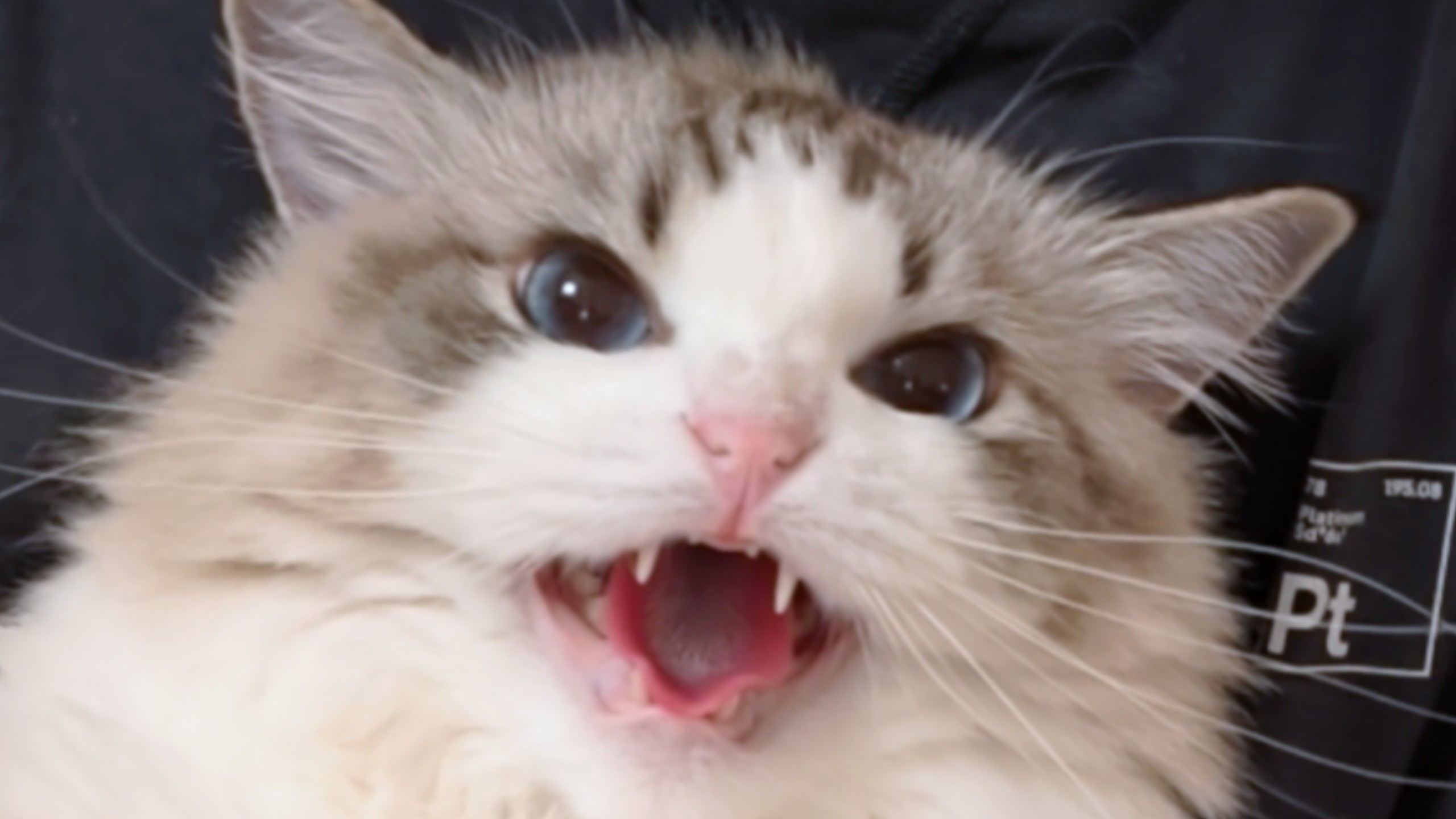 我超凶！超难哄的！