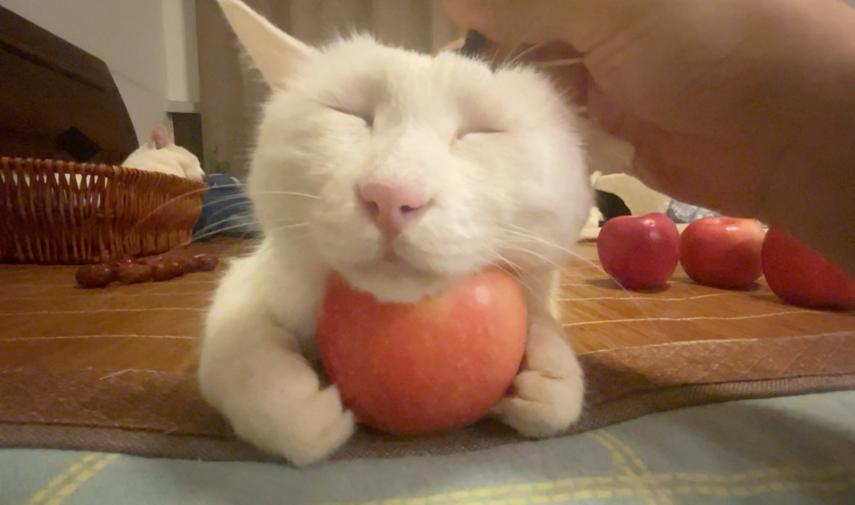人坏猫好，苹果垫脑。