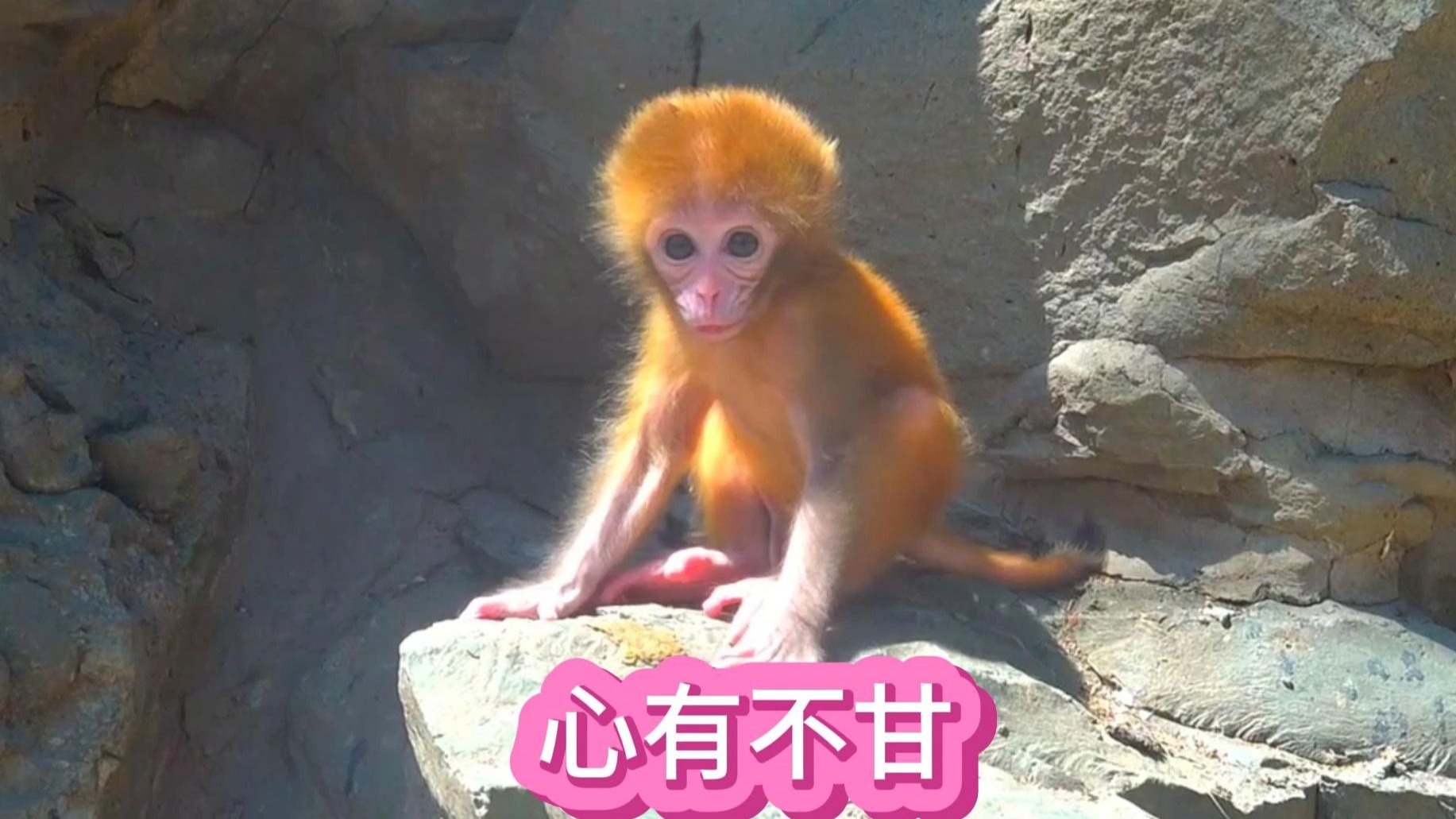 金豆探险猴妈补给做得滴水不漏，力不从心没有达到目标，心有不甘