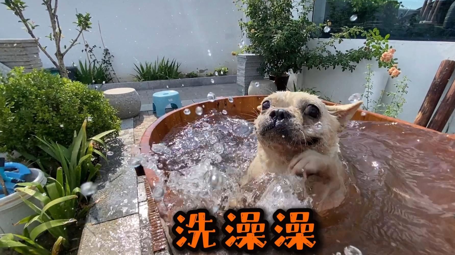 今天给法斗大憨洗澡，没想到她居然会游泳！游泳贼溜！三伏天，给法斗