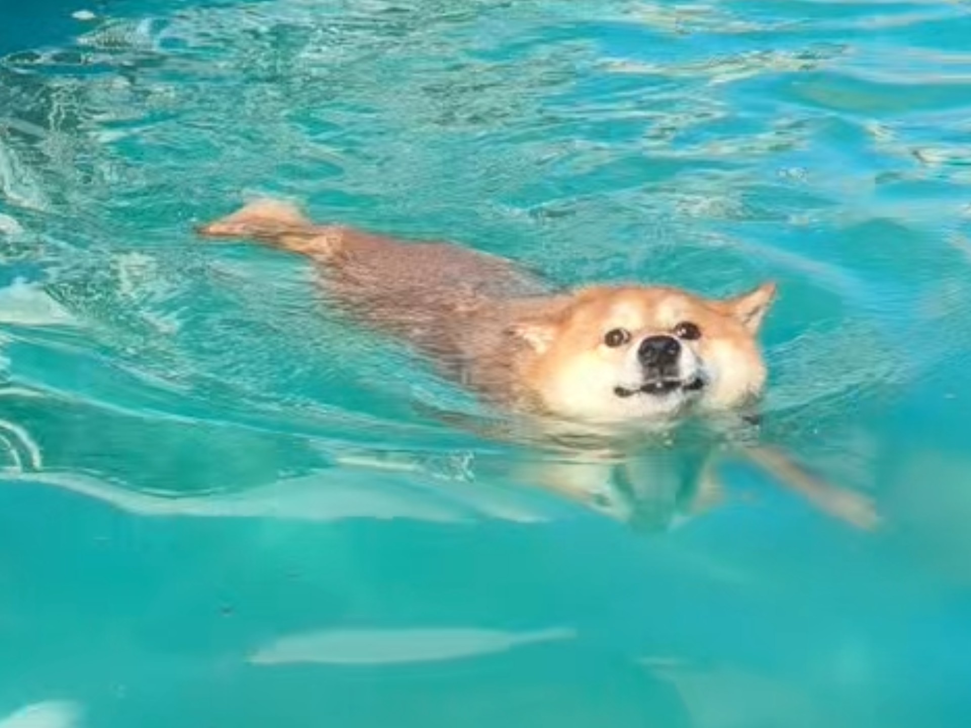 面包狗游泳记