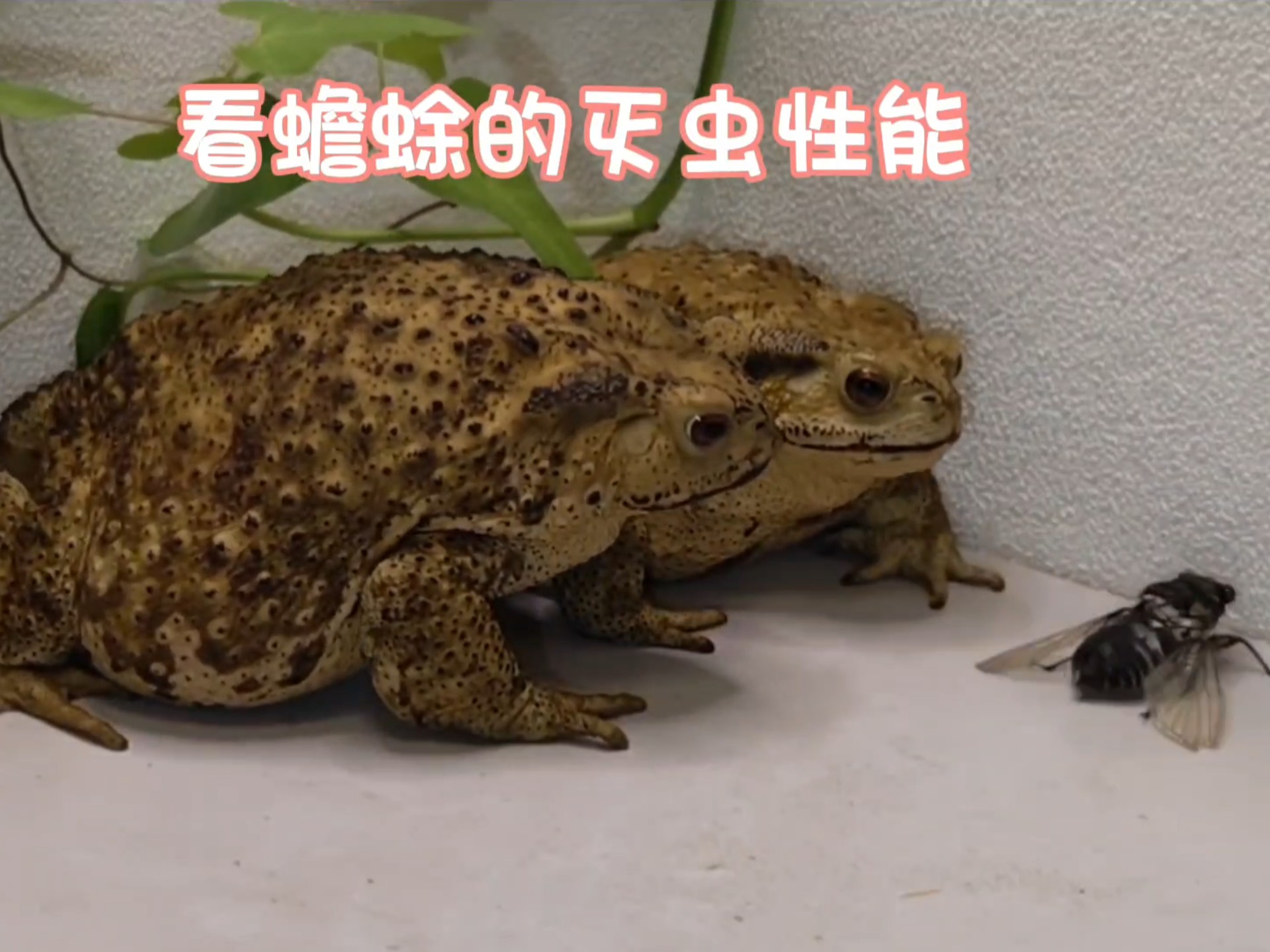 大癞二癞灭虫子