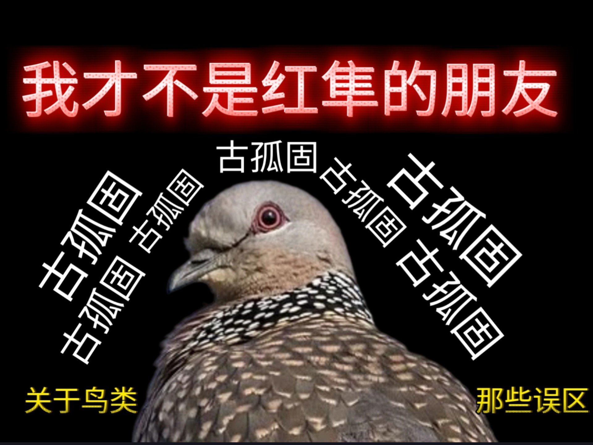 关于鸟类的那些误区
