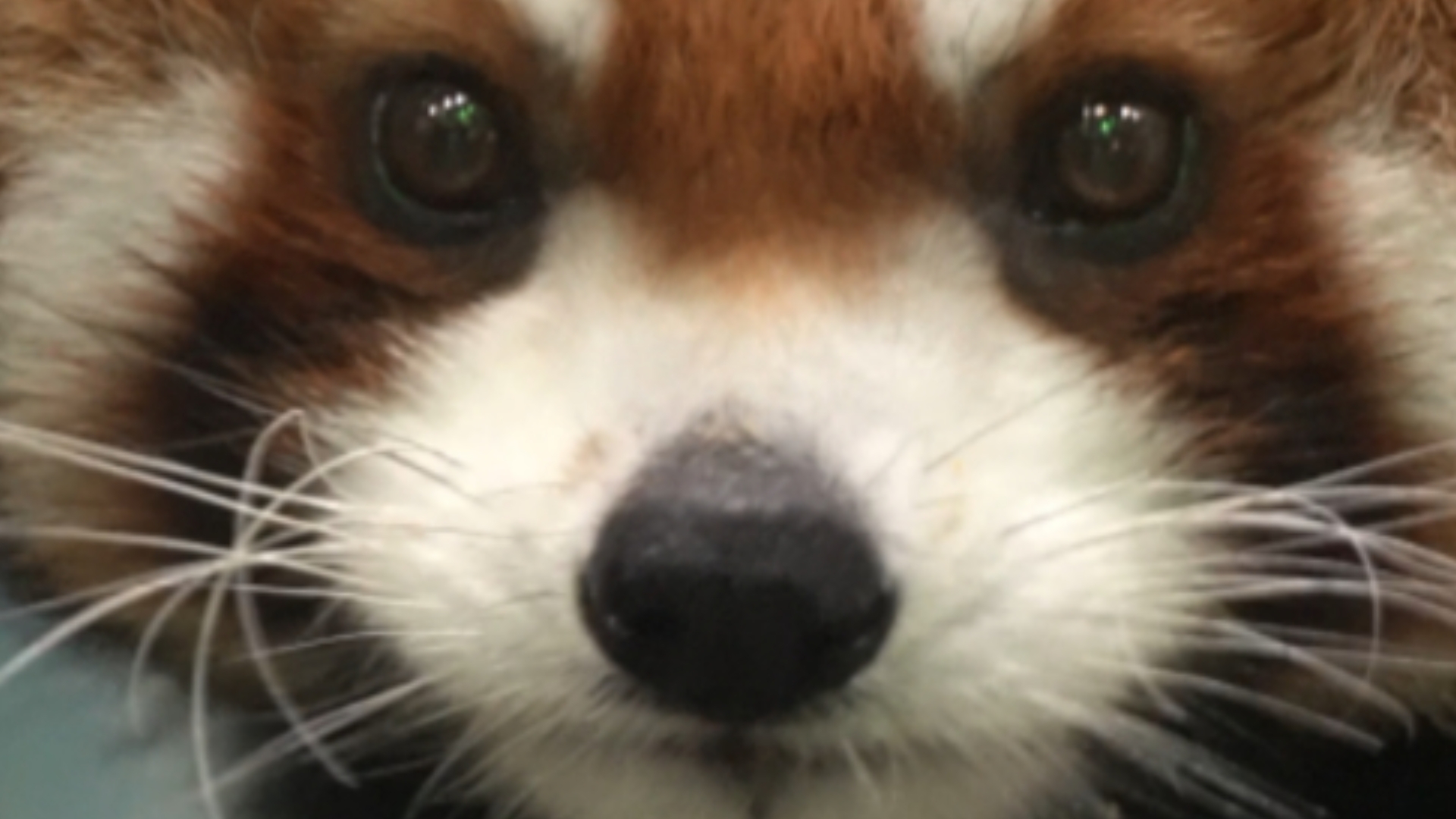 #小熊猫大佬# 太近了佬