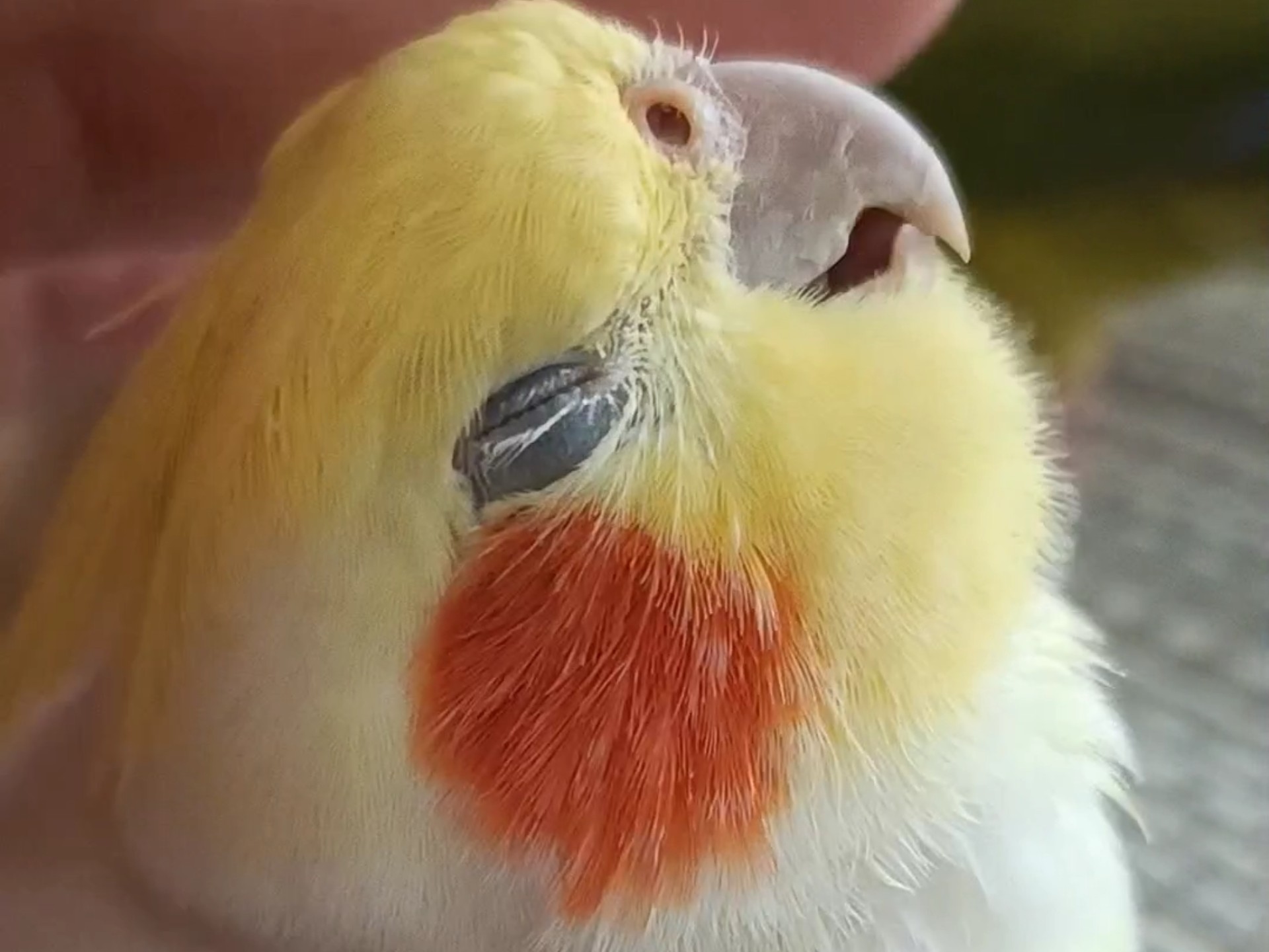 给小鸡摸摸头；三小只亲密互动？