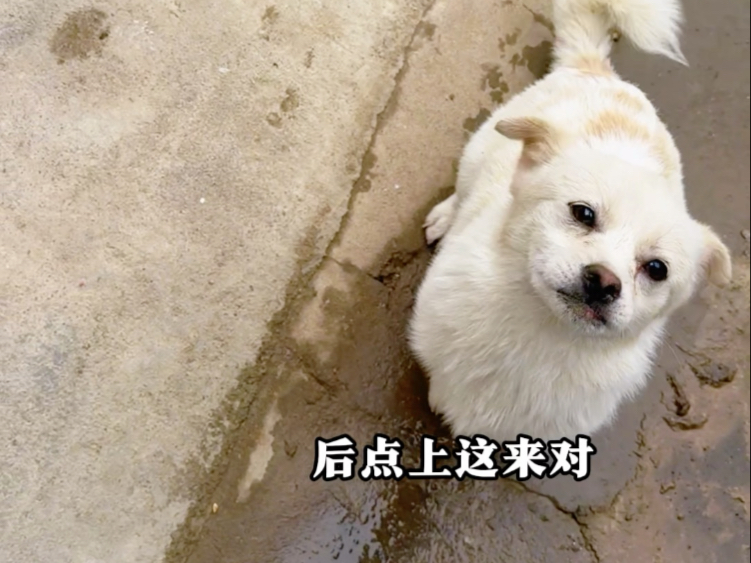 在农村养的小狗