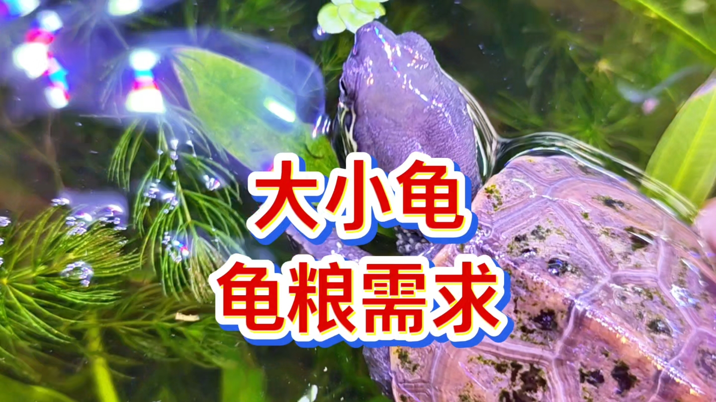 龟粮选得好，养龟没烦恼！！龟粮用哪个好？大小龟需求不一样！龟苗亚成