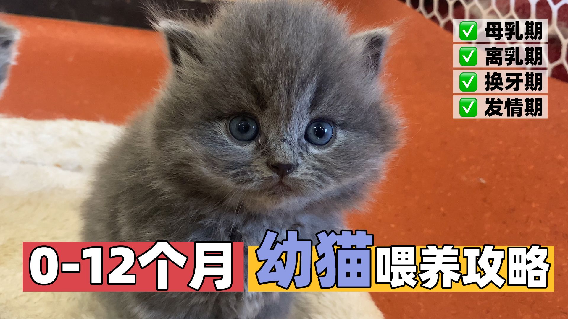 新手养猫弯道超车~0-12个轻松养猫