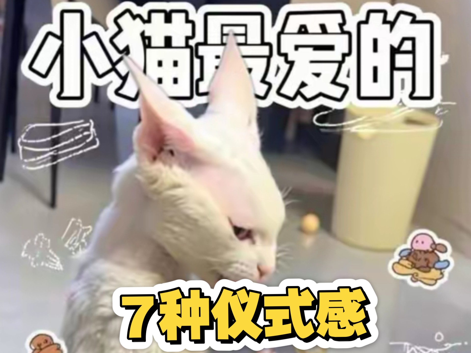 这7种行为是你小猫的最爱！！