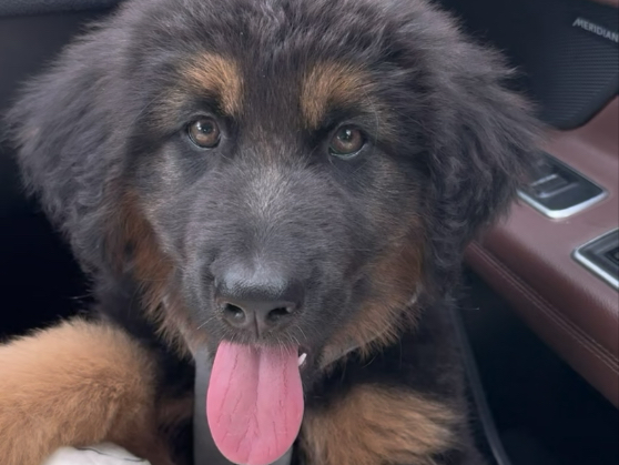 和小蒙古獒朗图的缘分..