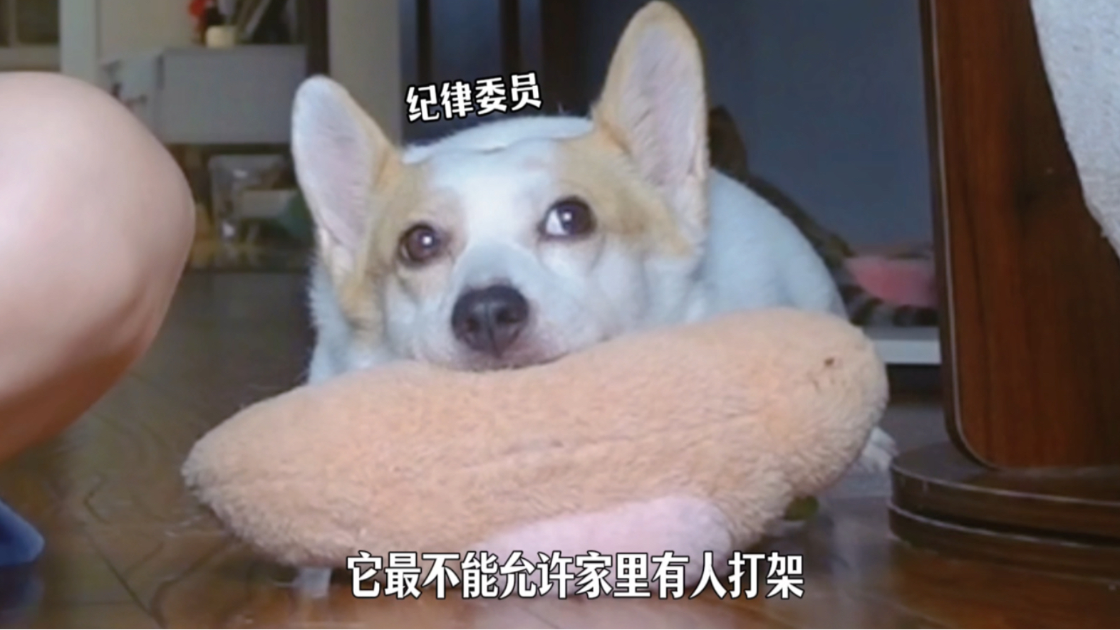 当你有一只特别操心的狗