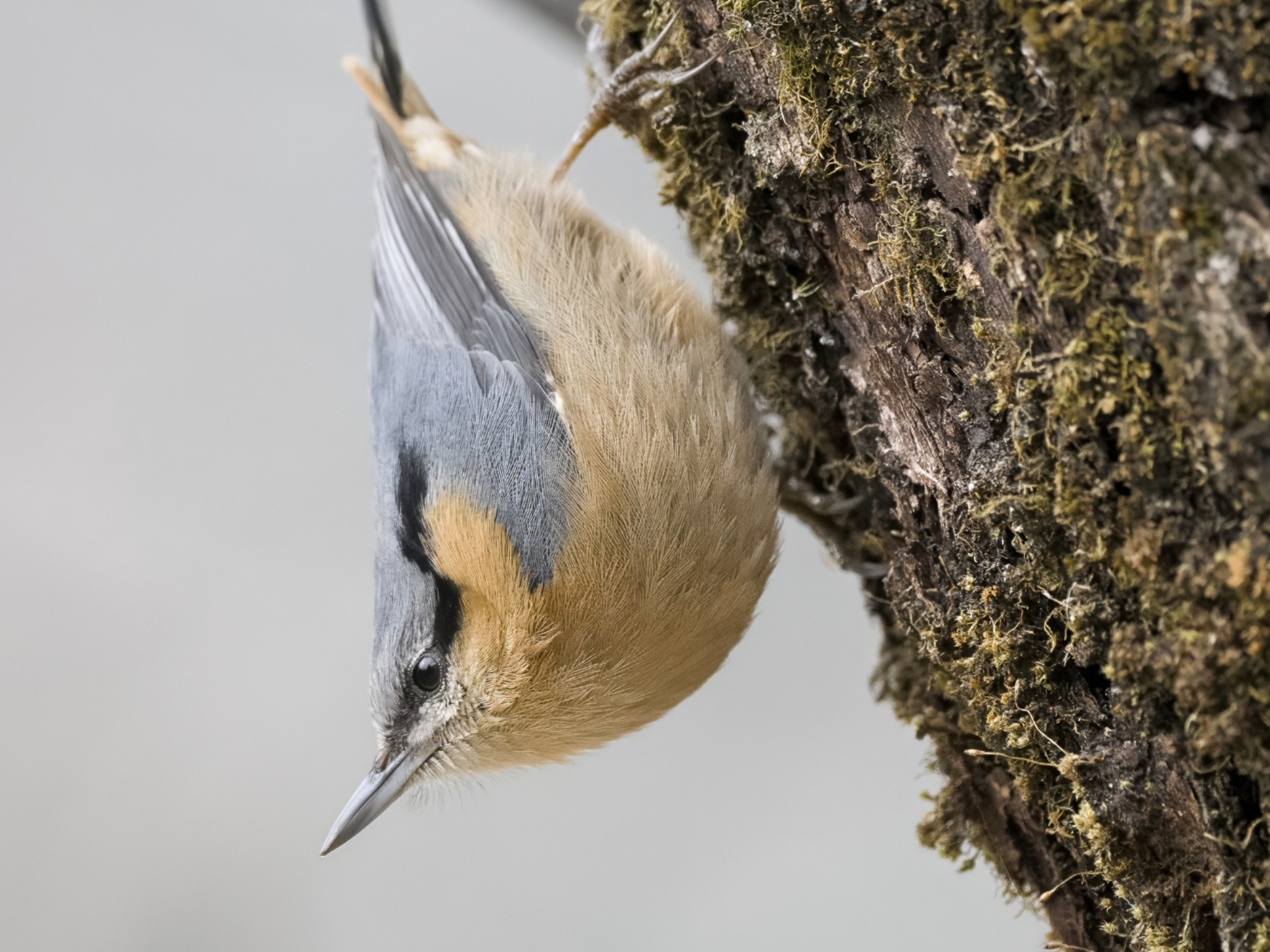 【云吸肥啾】䴓！别藏了！我都看到了！