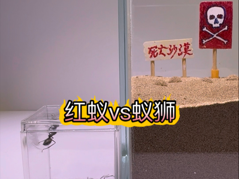 红蚁vs蚁狮