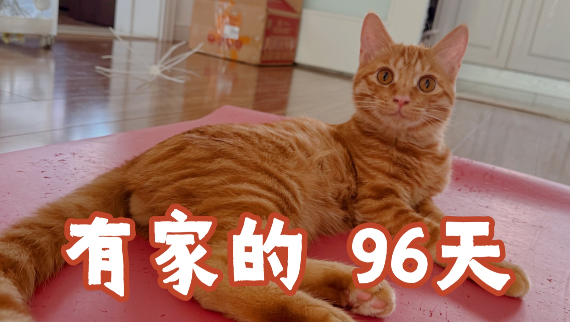 原以为捡到的是一只正宗大橘，怎么越养越长…