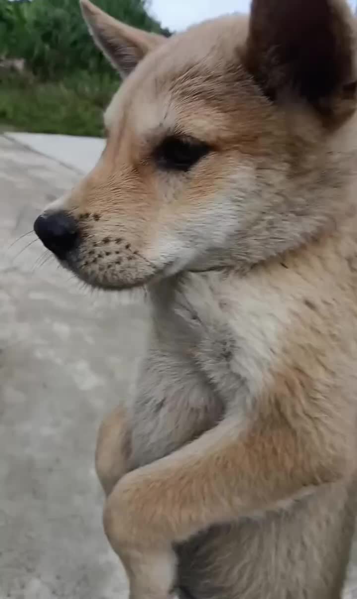 自由才是狗生的旋律