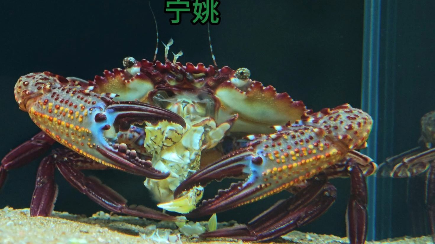 爆肝三个月，收集了国内所有妖兽，能否养出一只乱世兽王？