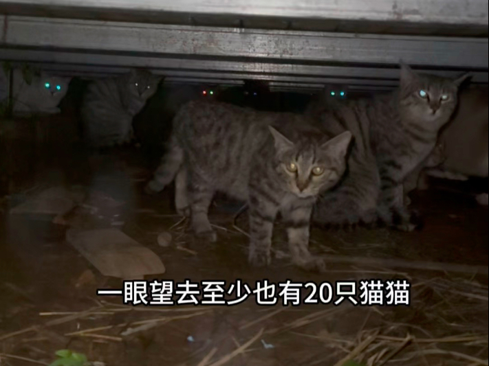 暴雨连连，地面下沉，连猫猫草场的猫窝都快要坍塌了