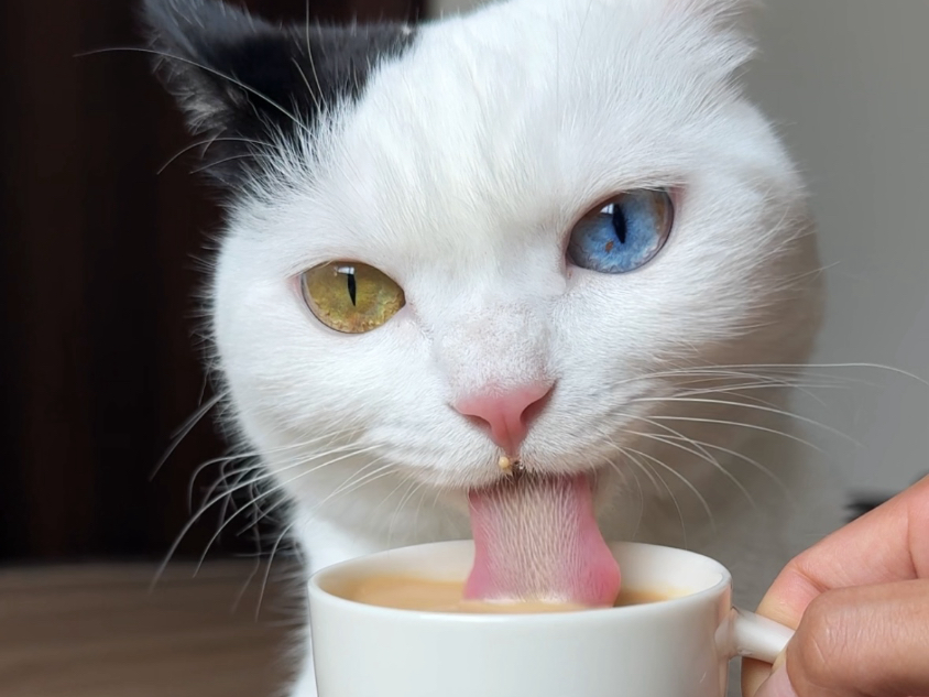 小猫版「第一杯敬自己」