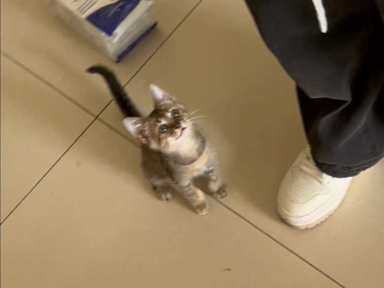 沉浸式来我家玩，所有动物大阅兵，纵享丝滑猫咖