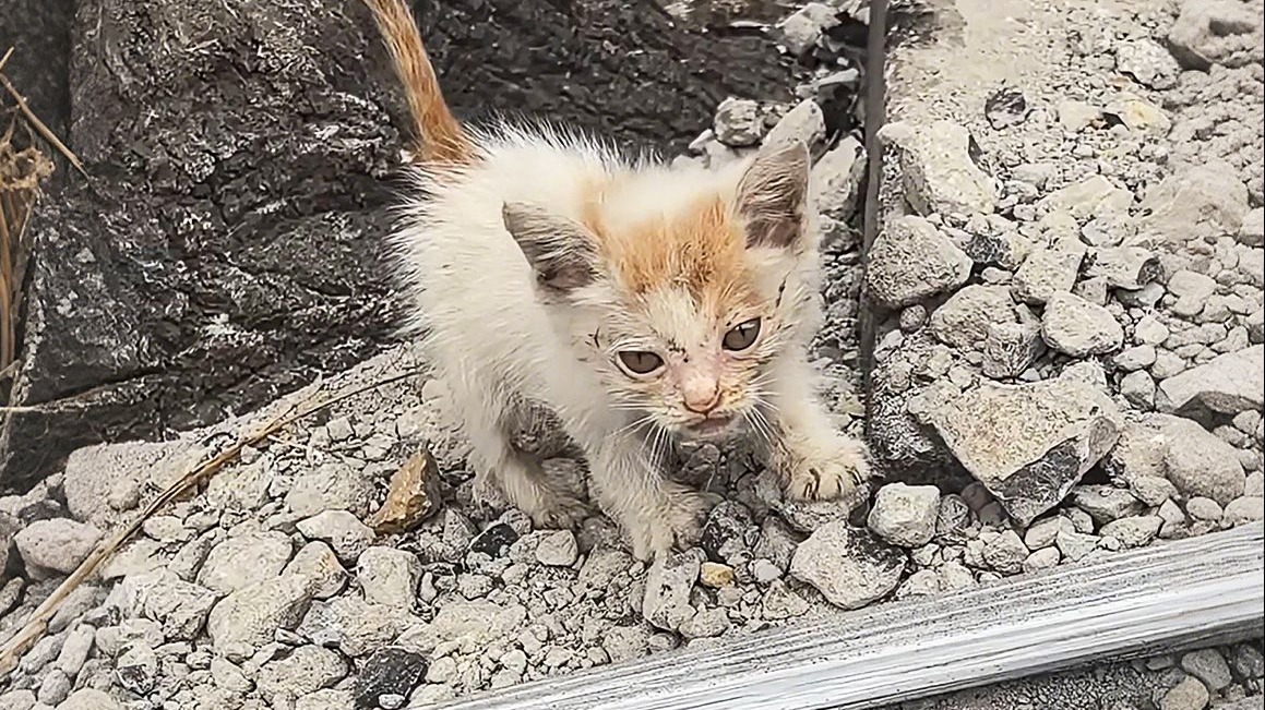 一只孤零零小猫在碎石堆徘徊，像失去了猫妈妈，那一刻我很心疼它