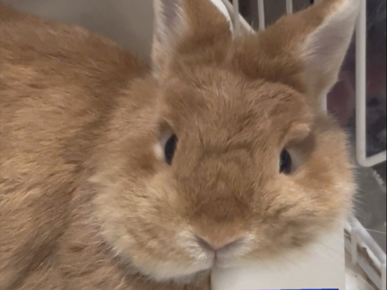 是勇敢的兔宝！