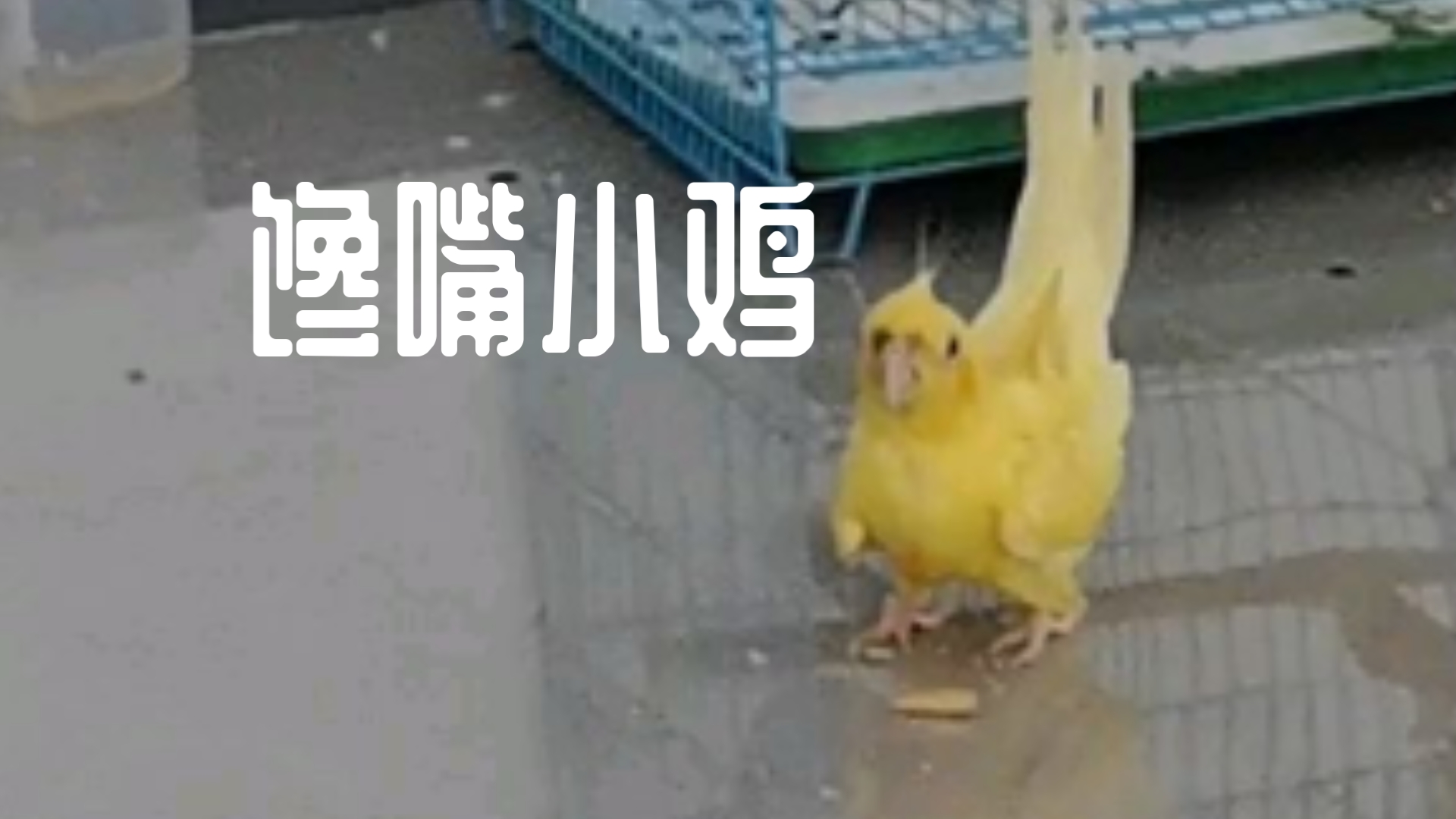 馋嘴鸡( ˘ ³˘)❤