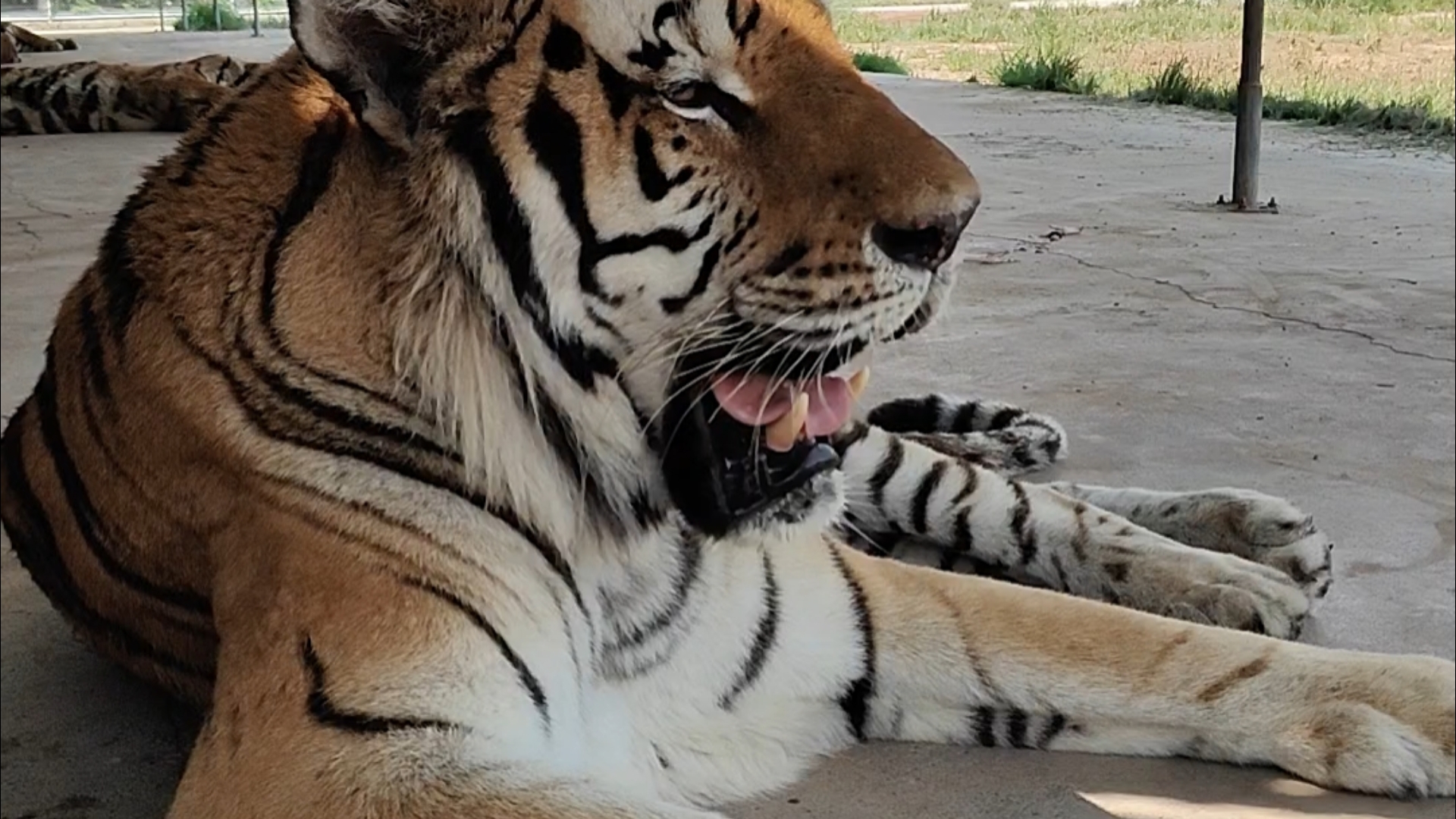 25.8.13麟麟溜达回来喘着排队