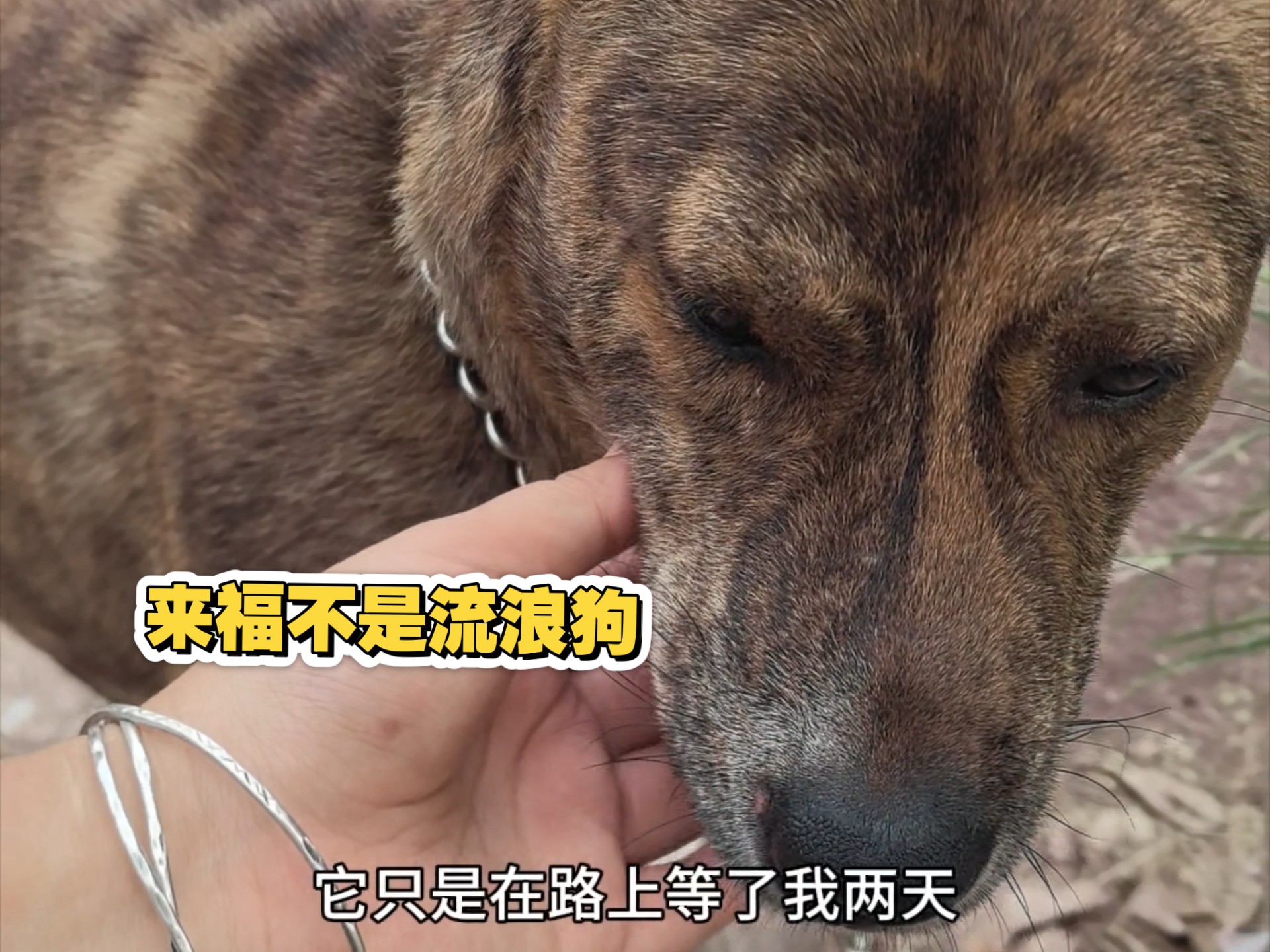 众狗平等，来福不是流浪狗