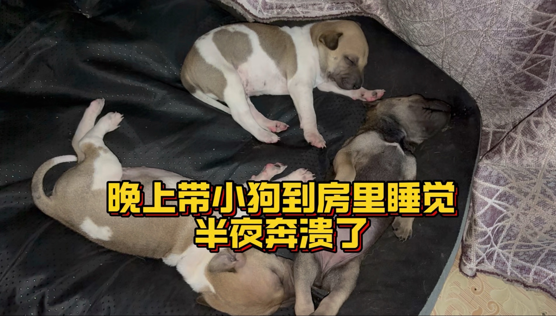 农村体验当“狗皇帝”的日常！晚上带小狗到房里睡崩溃了！
