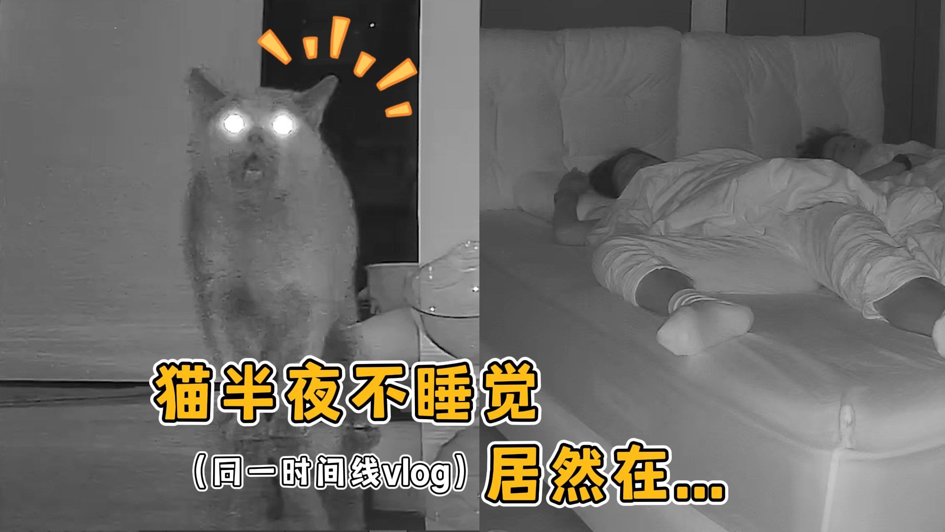 监控实录：5只夜猫子半夜不睡觉，会干些什么？