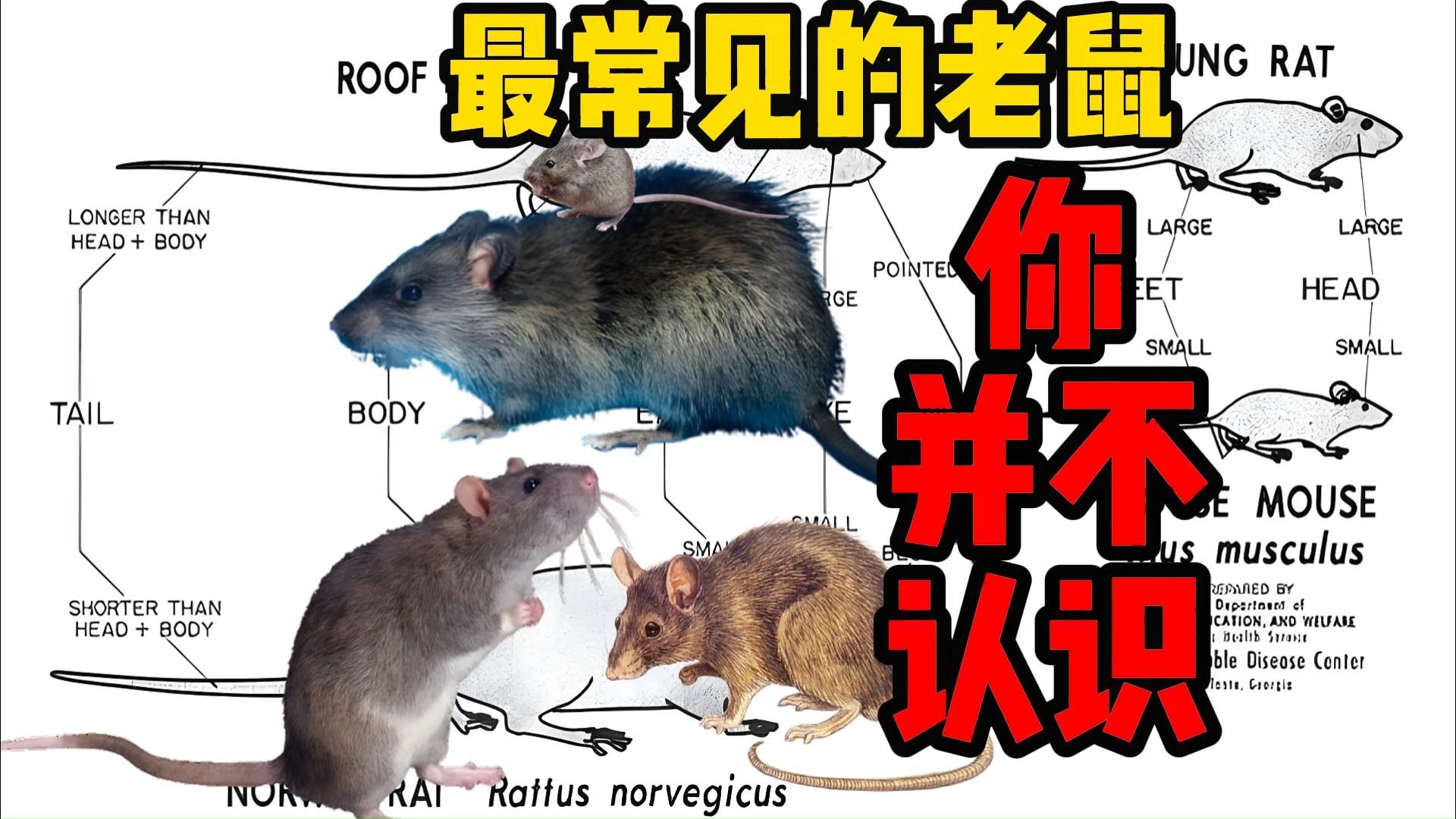 最常见的鼠鼠都认不全？家鼠快速入门~恐鼠慎入哦