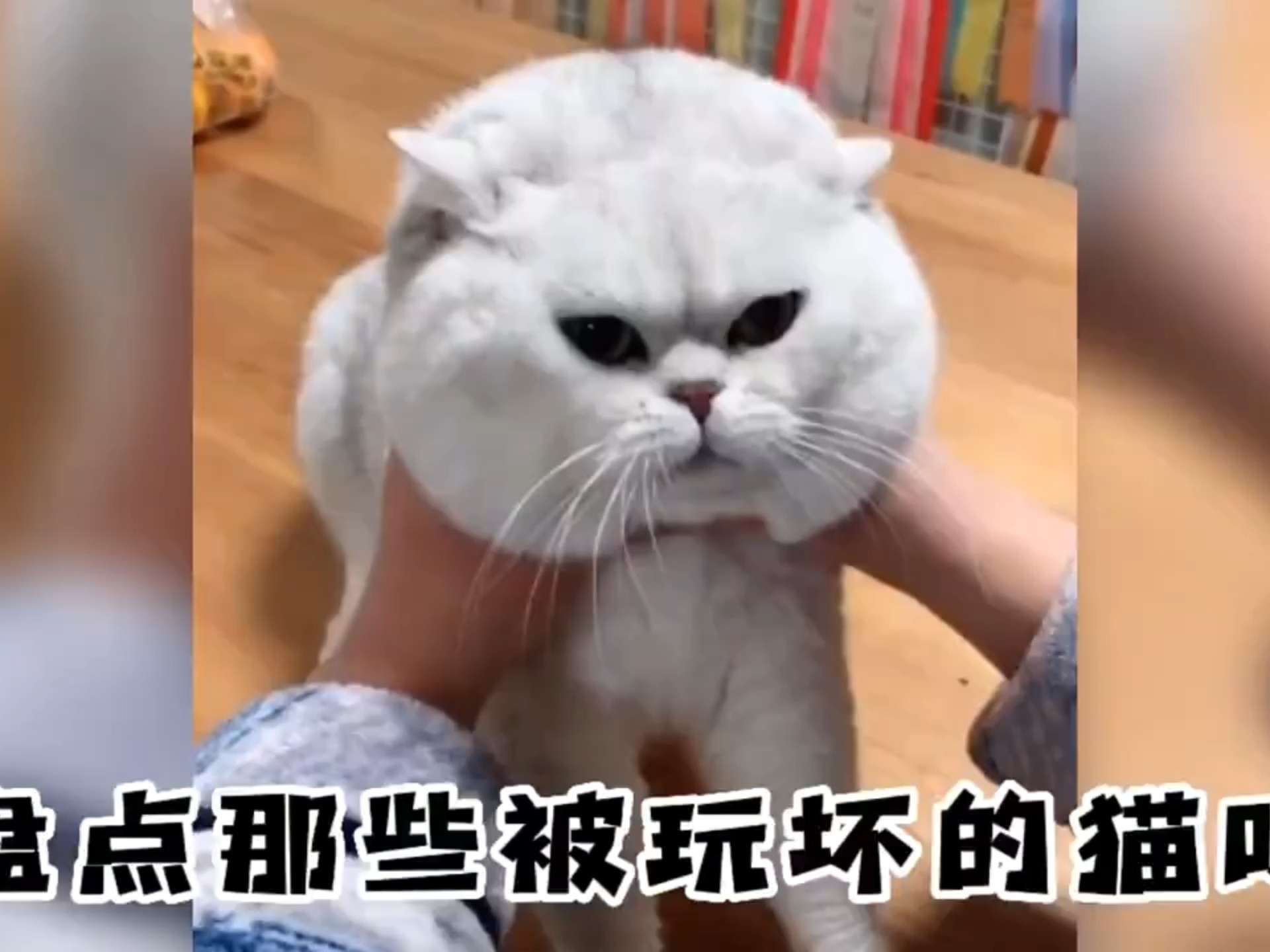 盘点那些被玩坏的猫咪