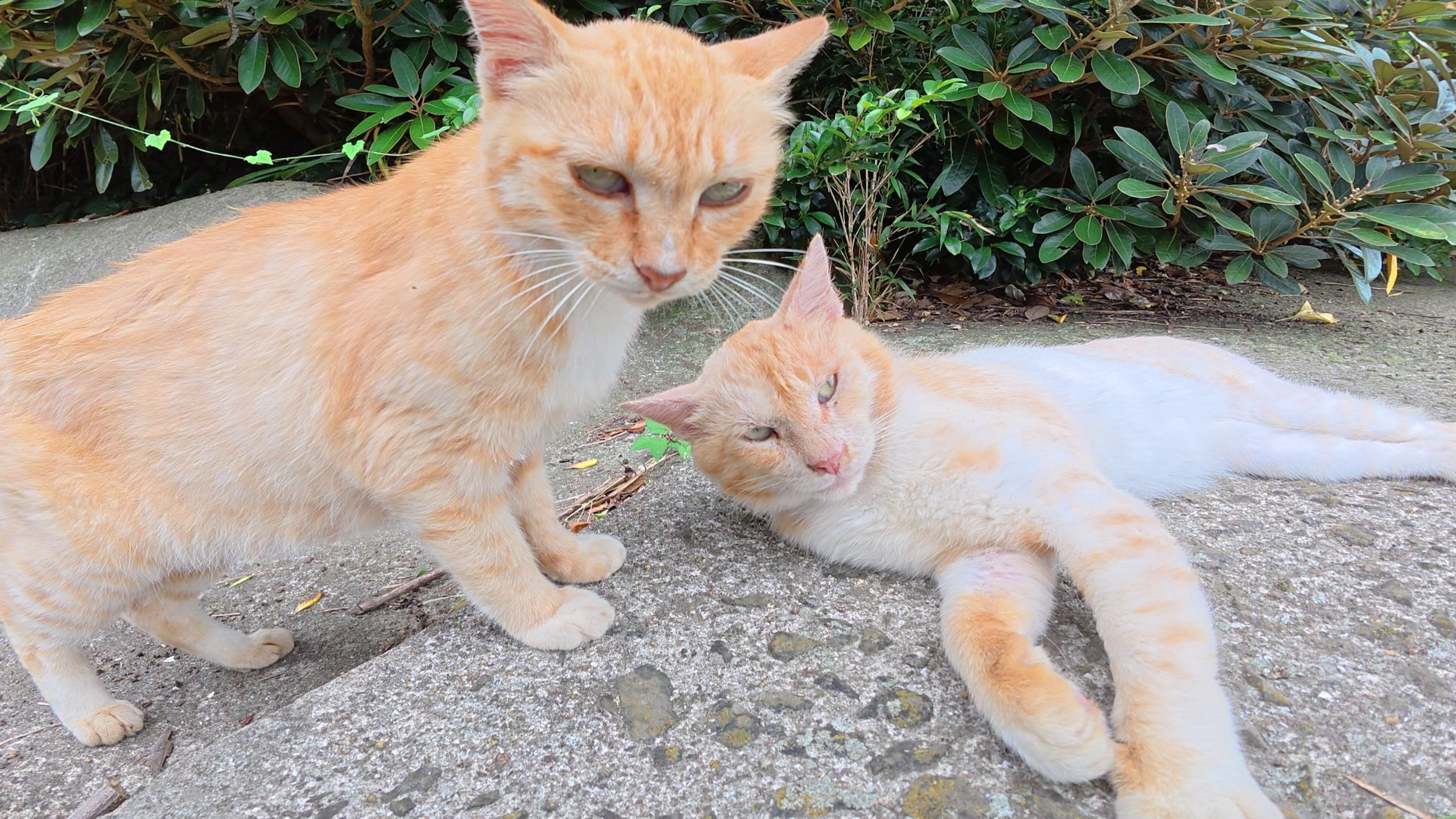 橙色和奶油色的猫喜欢被人类按摩